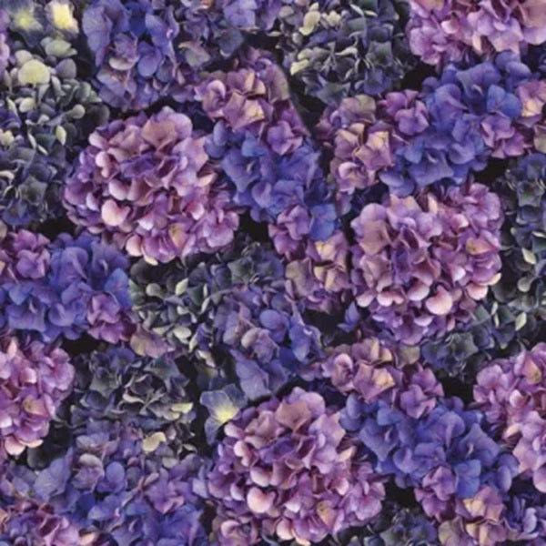 Purple Hydrangeas Paper -  Hot Off the Press.